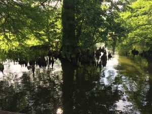 Cypress knees