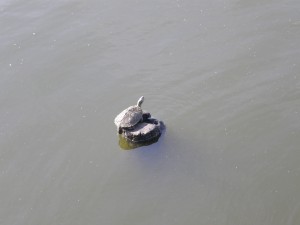 Turtle